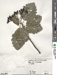 Aria edulis image