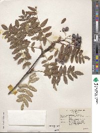 Sorbus cashmiriana image