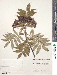 Sorbus commixta image