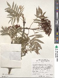 Sorbus commixta image