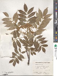 Sorbus commixta image