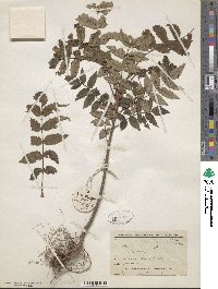 Sorbus commixta image