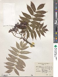 Sorbus commixta image