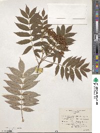 Sorbus commixta image