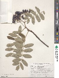 Sorbus aucuparia image