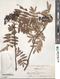 Sorbus aucuparia image