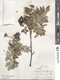 Sorbus aucuparia image