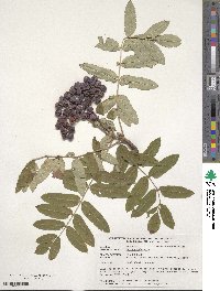 Sorbus aucuparia image