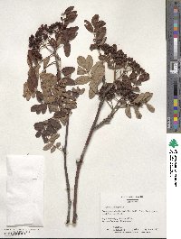 Sorbus aucuparia image