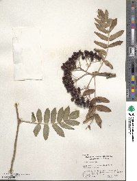 Sorbus aucuparia image