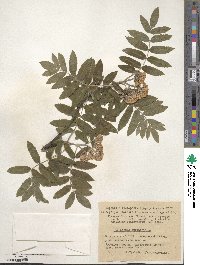 Sorbus aucuparia image