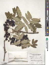 Sorbus aucuparia image