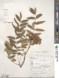 Sorbus aucuparia image