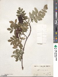 Sorbus aucuparia image