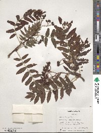 Sorbus aucuparia image