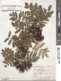 Sorbus aucuparia image