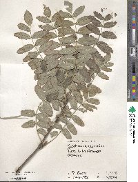 Sorbus aucuparia image