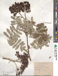 Sorbus aucuparia image