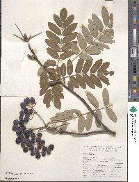 Sorbus aucuparia image