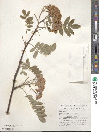 Sorbus aucuparia image