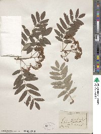 Sorbus aucuparia image