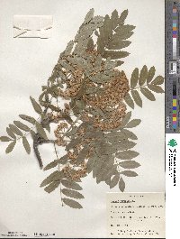 Sorbus aucuparia image