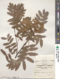 Sorbus aucuparia image