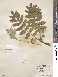 Sorbus aucuparia image