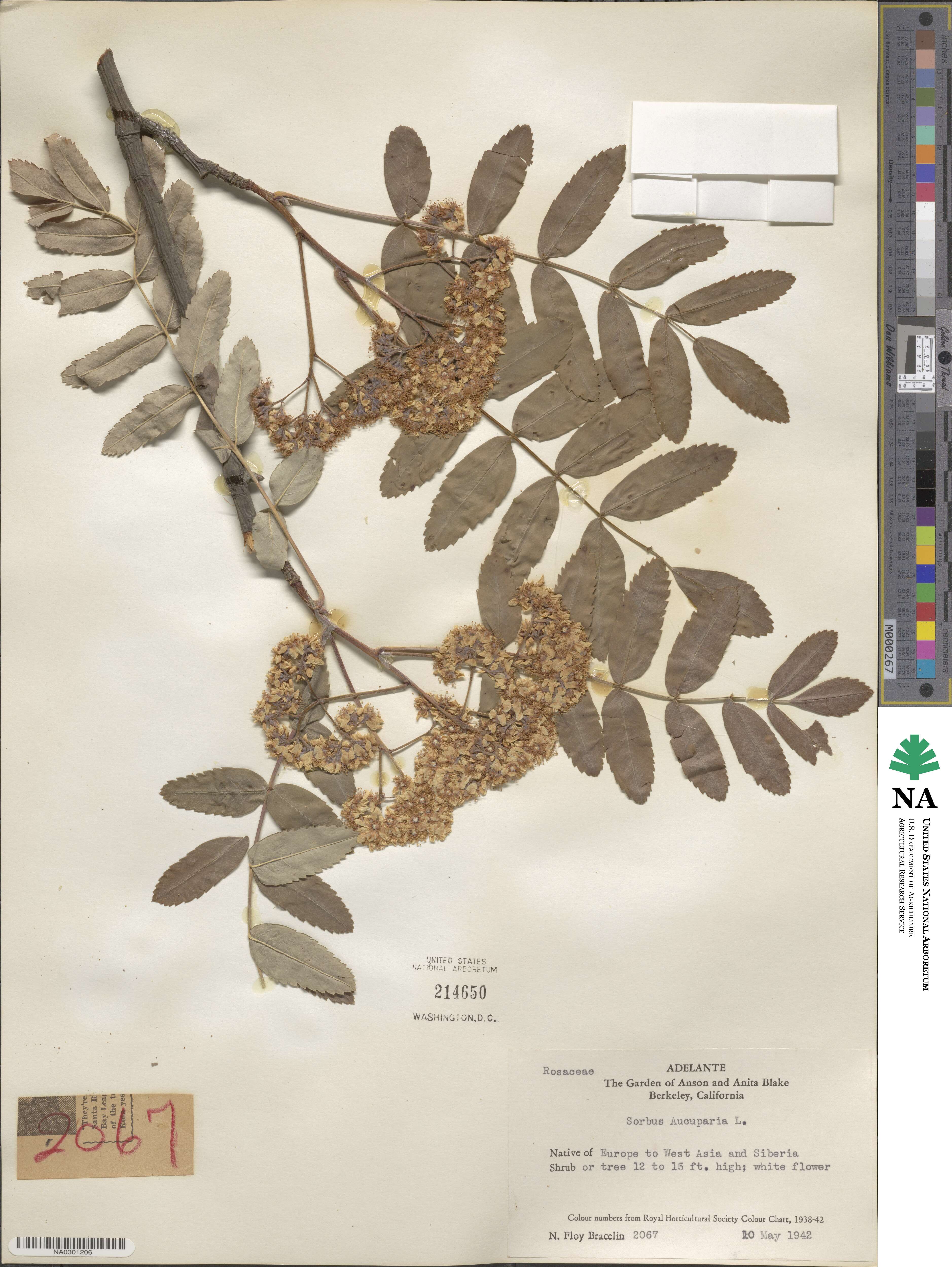 Sorbus aucuparia image
