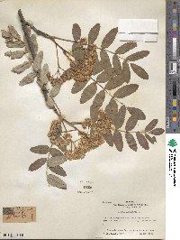 Sorbus aucuparia image