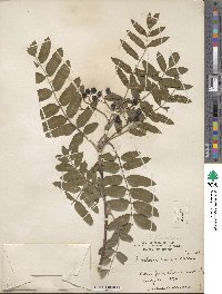 Sorbus aucuparia image