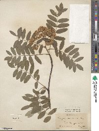 Sorbus aucuparia image