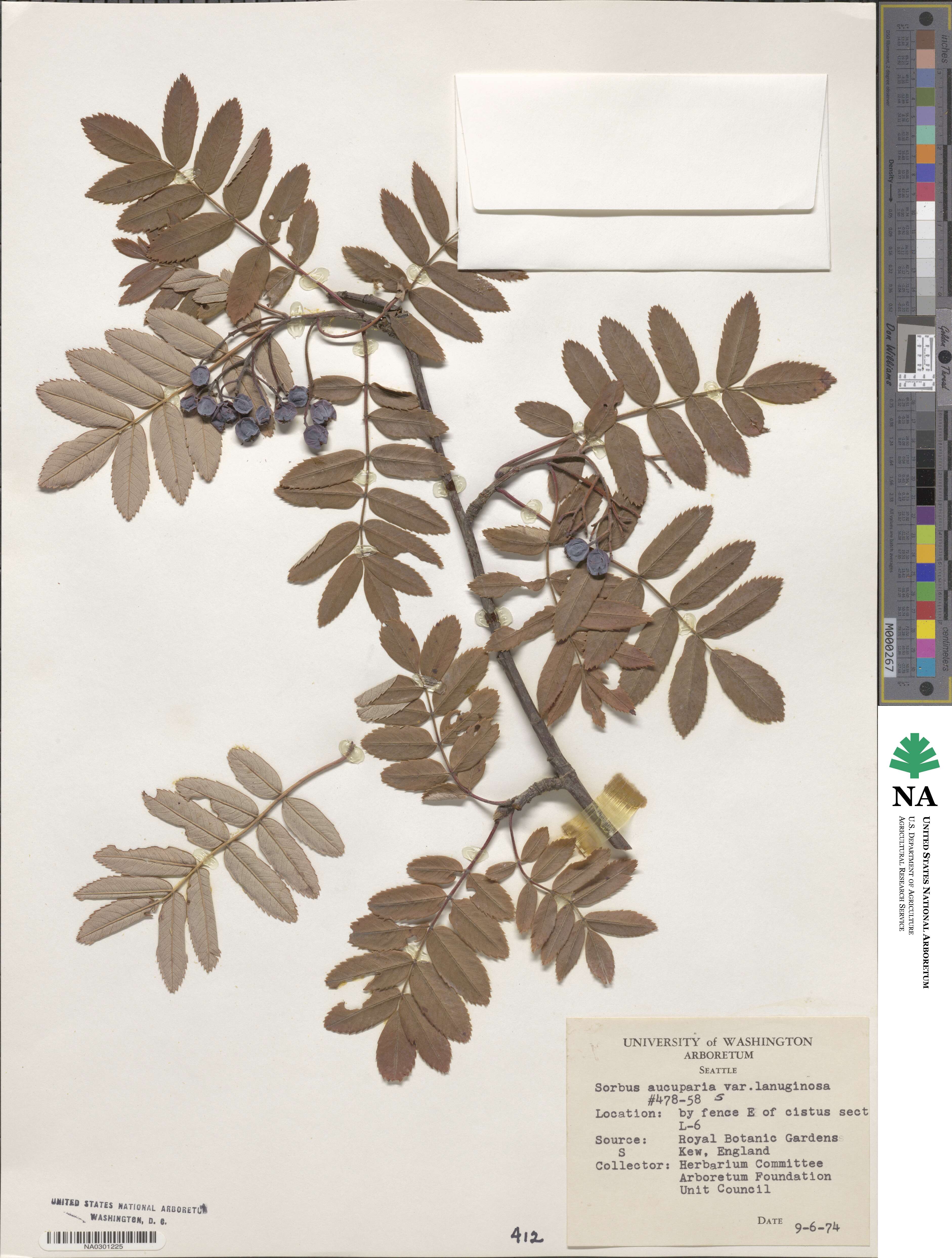 Sorbus aucuparia subsp. aucuparia image