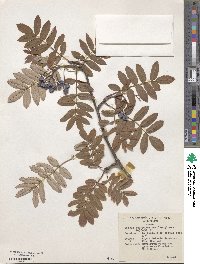 Sorbus aucuparia image