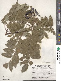 Sorbus decora image