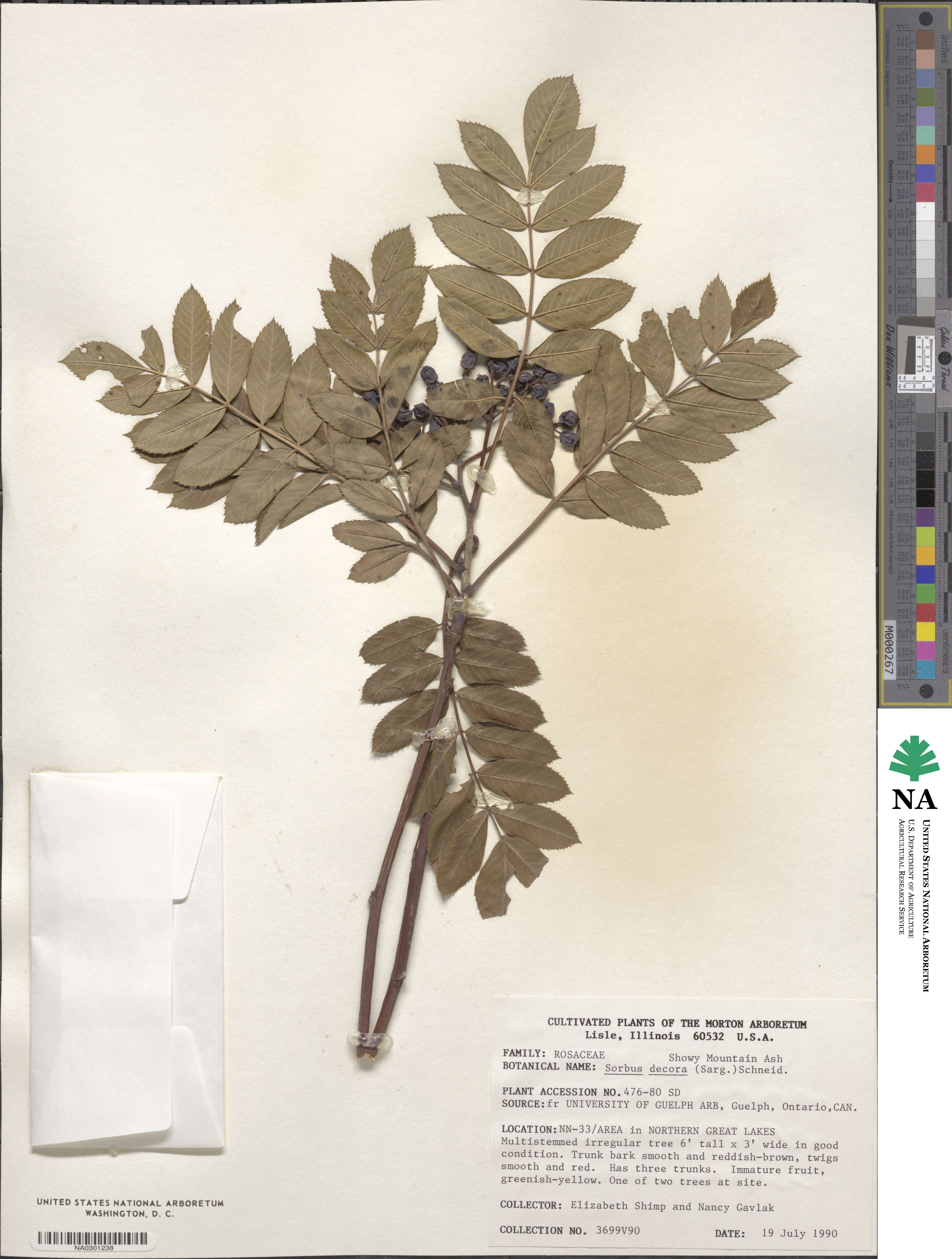 Sorbus decora image
