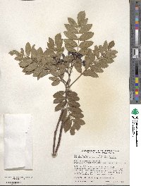 Sorbus decora image