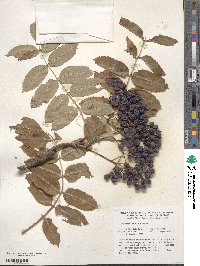 Sorbus decora image