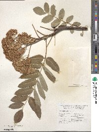 Sorbus decora image