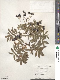 Sorbus discolor image