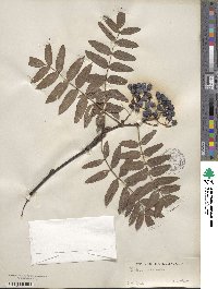 Sorbus discolor image