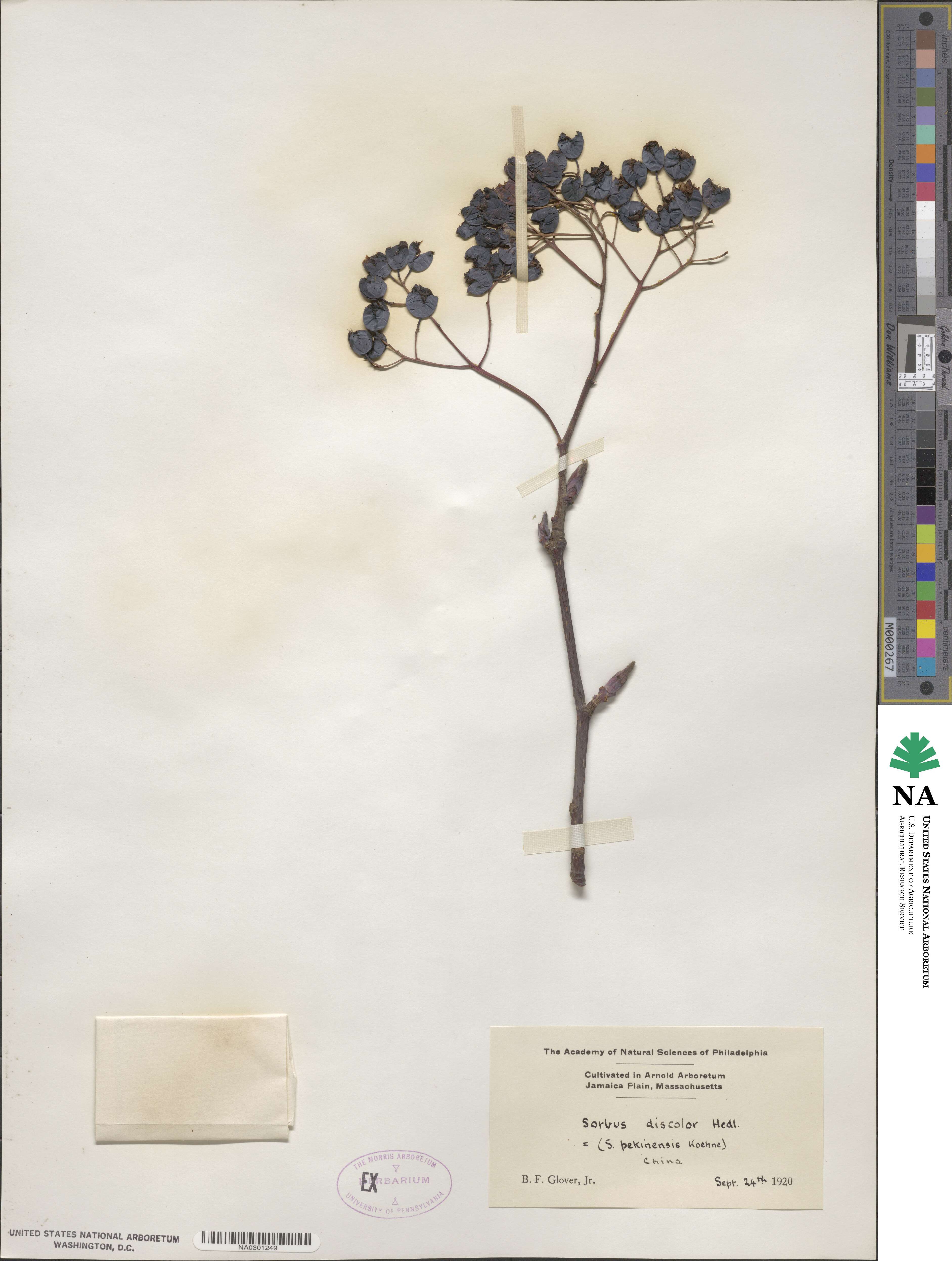 Sorbus discolor image