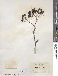 Sorbus discolor image