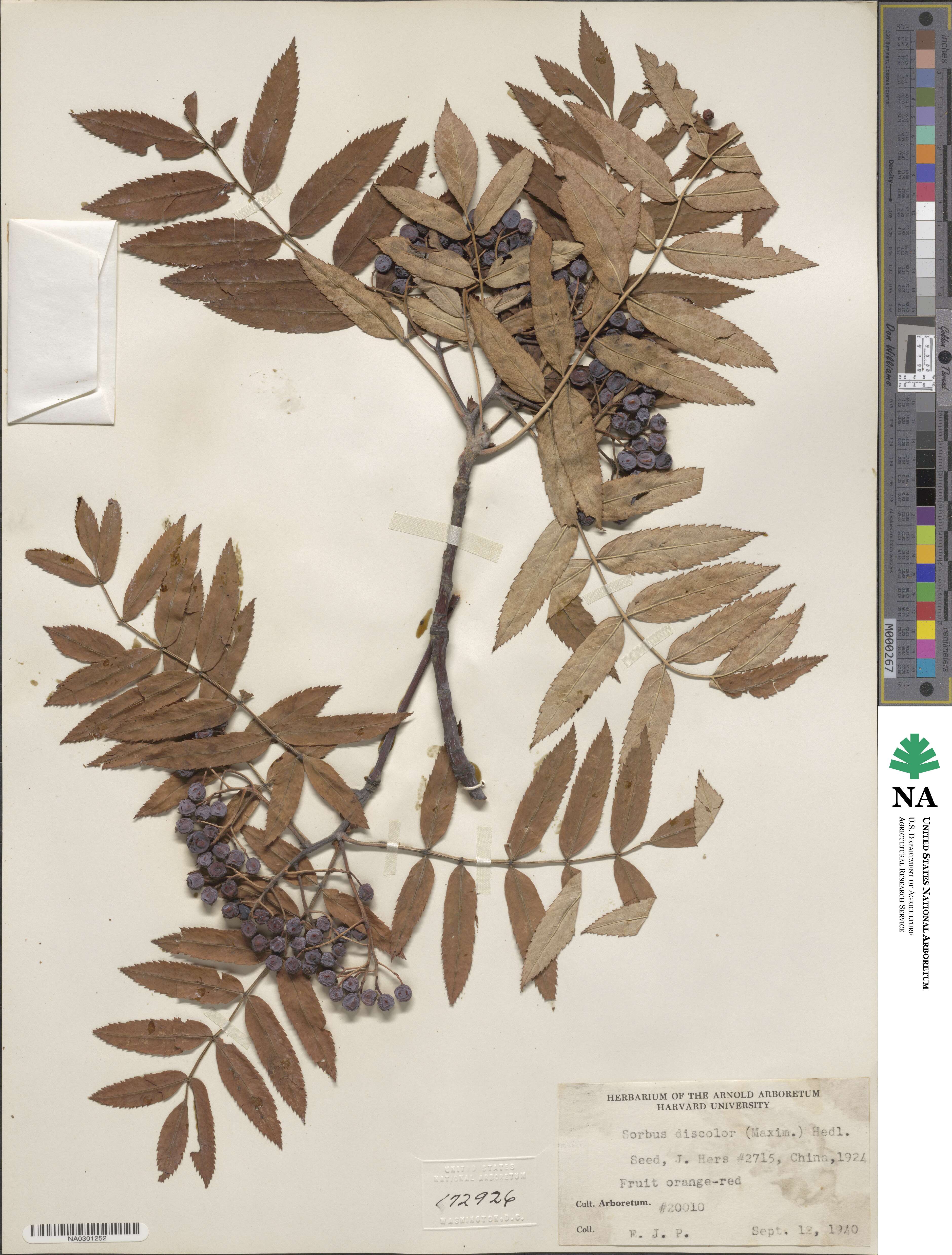 Sorbus discolor image
