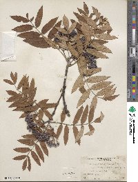 Sorbus discolor image