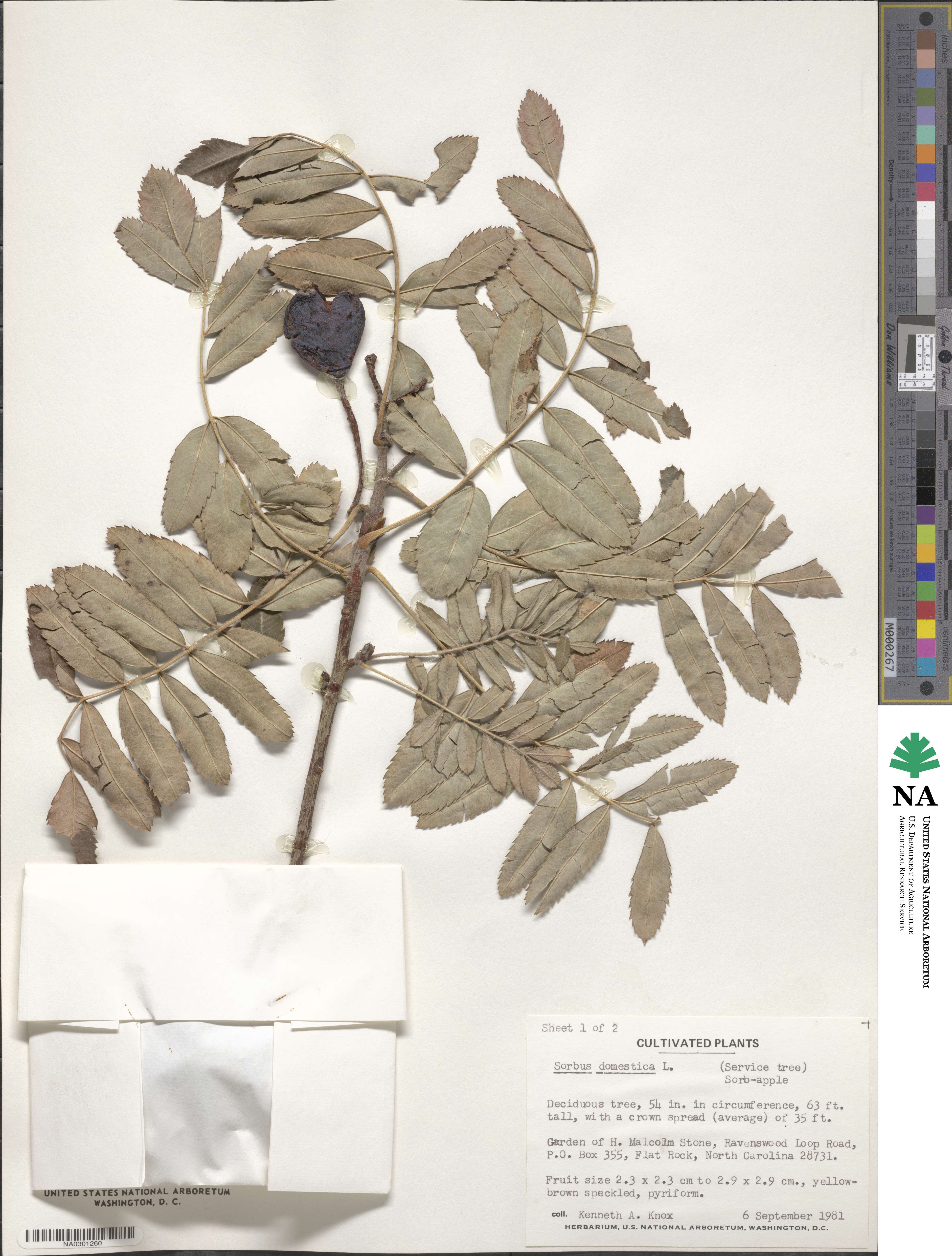 Cormus domestica image