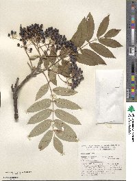 Sorbus dumosa image