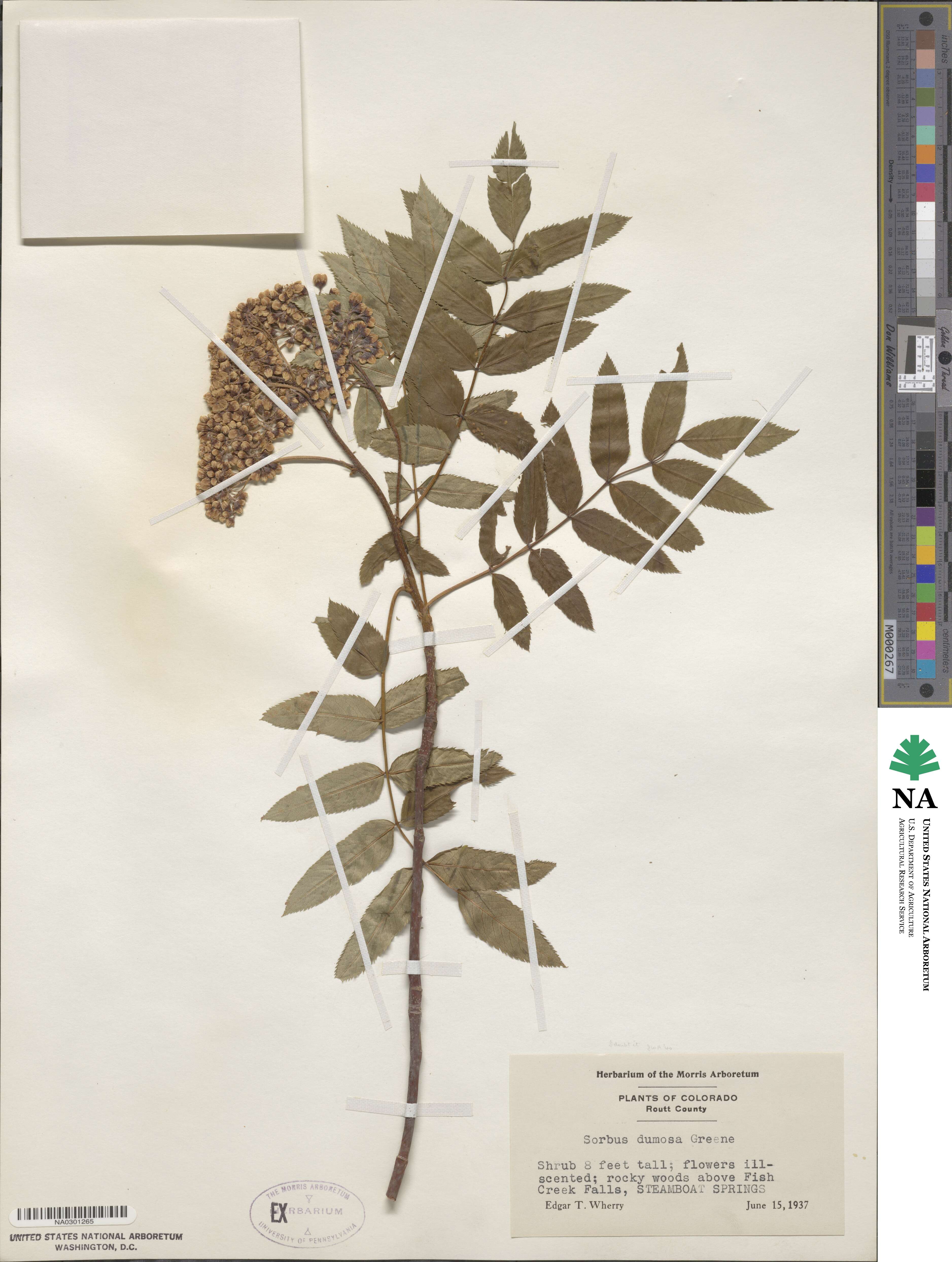 Sorbus dumosa image