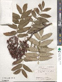 Image of Sorbus esserteauiana