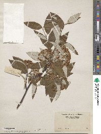 Sorbus folgneri image